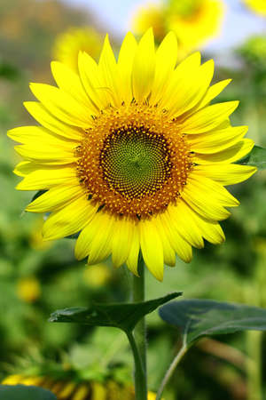 A beautiful blooming sunflower in the fieldの写真素材