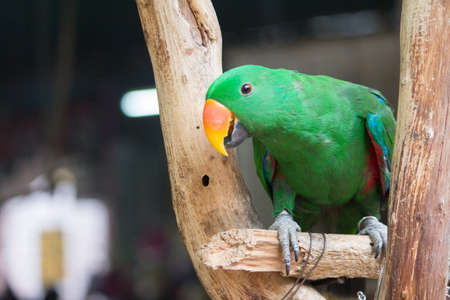 Electron Titusの写真素材