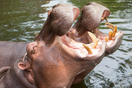 Hippo
