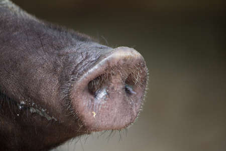 Nose pigの写真素材