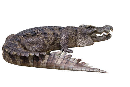 Crocodile die cutの写真素材