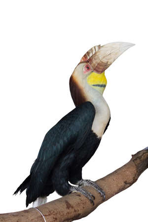 Hornbills die cutの写真素材