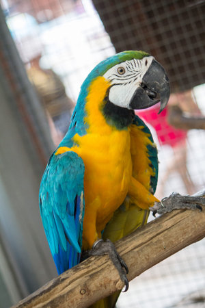 Macaw