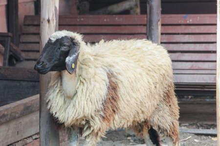 Sheepの写真素材