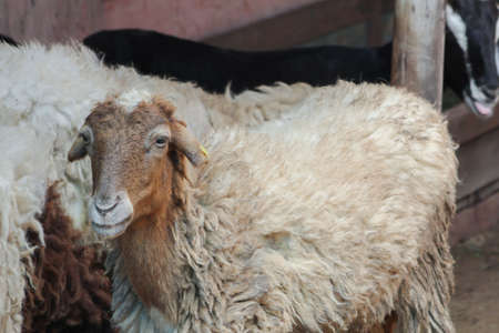 Sheepの写真素材