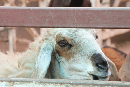 Sheep