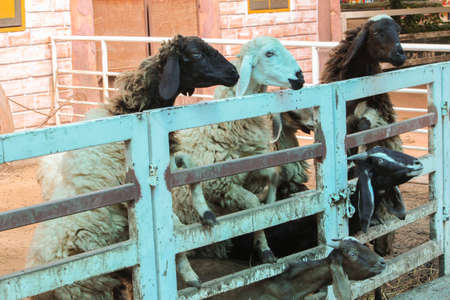 Sheepの写真素材