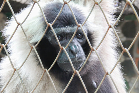 Sad Monkeyの写真素材