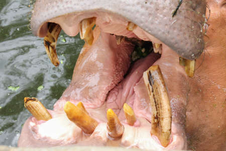 Hippo's mouthの写真素材