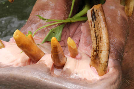 Hippo's mouthの写真素材