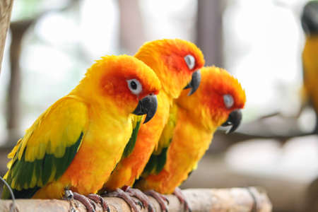 Parrot bird の写真素材