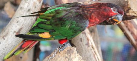 Parrot bird の写真素材