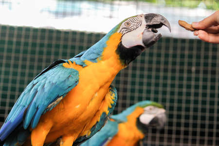 Macaw is eatingの写真素材