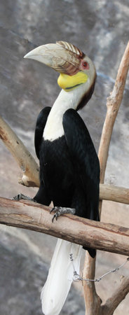 Horn bills close up