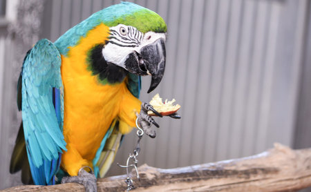 Macaw bird