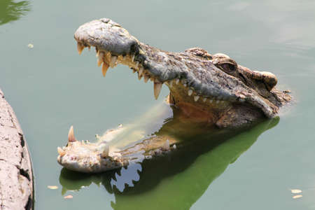 Crocodileの写真素材