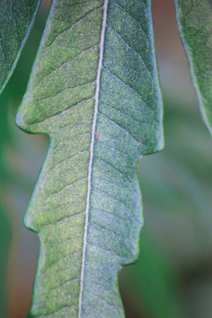 Leaf
