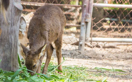 Deerの写真素材