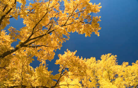 Elm trees in autumn - leaves turning yellow.の写真素材