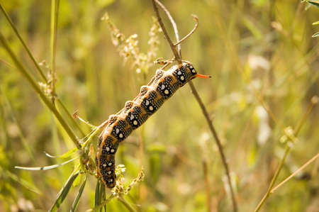 5-inch caterpillar eating plants.の写真素材