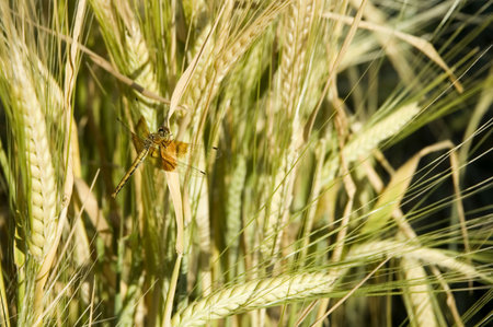 Dragonfly resting on a stalk of barley.の写真素材