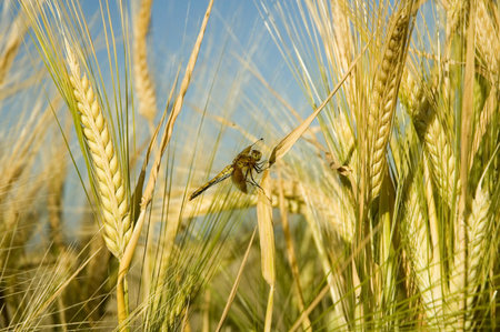 Dragonfly resting amongst stalks of barley.の写真素材