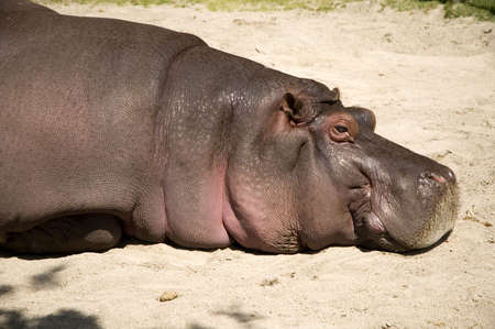 Lone hippopotamus laying in the sand.の写真素材