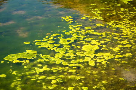 Green algae growing on the water's surface.の写真素材