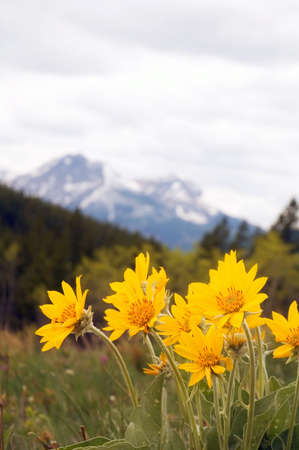 Arnica Rocky Mountain Wild Flower.の写真素材