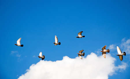 Flock of pigeons flying thru the sky.の写真素材