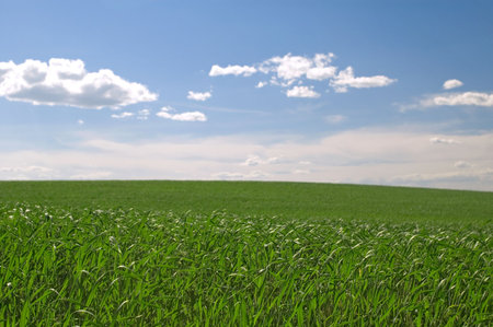 Green field with a cloudy blue sky.
