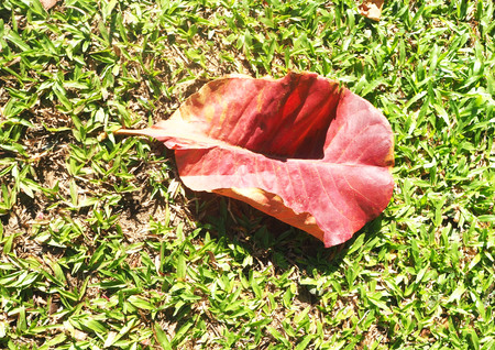 Red leafの写真素材