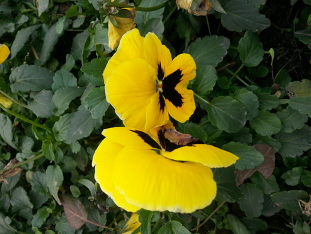 Yellow flowerの写真素材