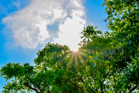 Sun and fresh green leavesの写真素材