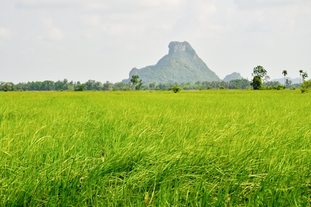 Rice fieldの写真素材