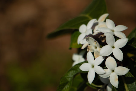 Cluster of white tropical flowers with green leaves, soft bokeh background, natural botanical closeup, sunlight garden scene.の写真素材