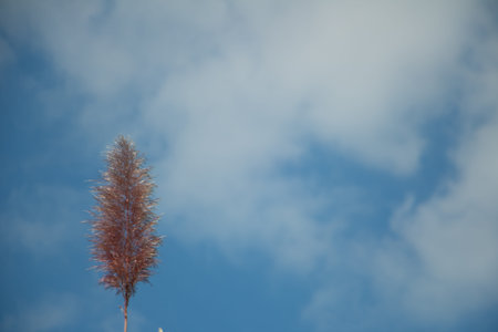 Single wild grass plume against blue sky with soft clouds, minimal nature background with copy...