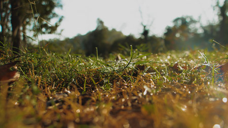 Morning sunlight over dew-covered grass with sparkling bokeh, fresh natural background, low angle...