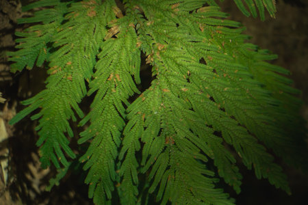 Detailed green fern leaves pattern in natural light, tropical foliage texture background with...