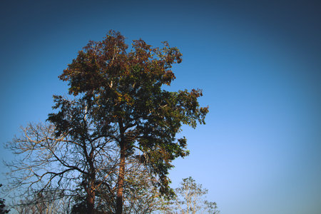 Tall tree with green and dry branches against clear blue sky, natural landscape background, outdoor...