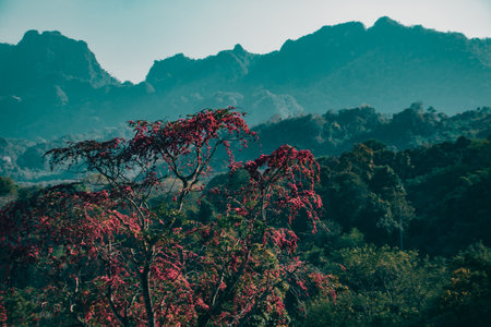 Moody tropical landscape with red flowering trees and dramatic mountain range, cinematic nature scenery in deep teal tones.の写真素材