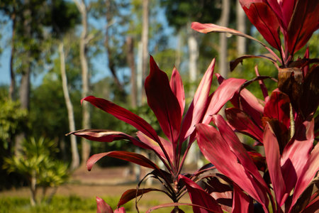Red tropical foliage plant in sunlight with blurred forest background, vibrant ornamental leaves in...