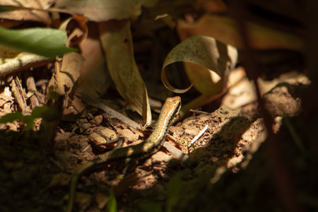Small lizard on forest floor with dry leaves and sunlight, natural camouflage and wildlife habitat...