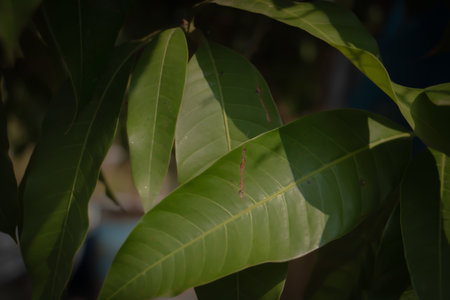 Close-up of green variegated snake plant leaves with natural texture and soft light, botanical background for nature and wellness concepts.の写真素材