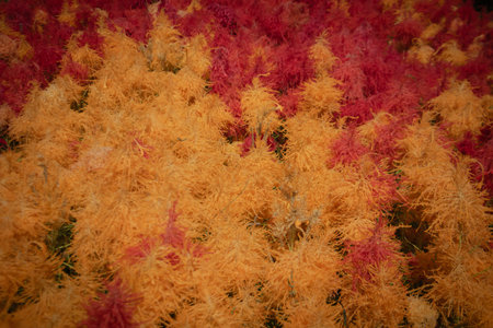 Colorful ornamental plants with feathery texture in red and orange tones, natural abstract foliage background suitable for design and decoration.の写真素材