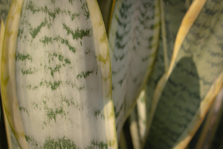 Close up of variegated green and cream leaves with natural texture, tropical plant foliage background with soft light and organic patterns.の写真素材
