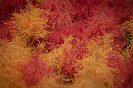 Close-up of vibrant red and orange ornamental foliage with soft feathery texture, abstract natural background with warm autumn tones.の写真素材