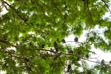 Flock of pigeons perched on tree branches under lush green canopy, viewed from below. Natural urban wildlife scene with vibrant leaves and bright daylight sky background.の写真素材