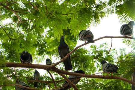 Flock of pigeons perched on tree branches under lush green canopy, low angle view with sunlight filtering through leaves, urban wildlife and peaceful natural scene.の写真素材