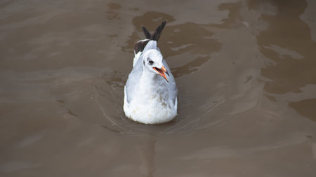 Close up of white gull swimming on brown river water with open beak. Wildlife bird in natural outdoor habitat with soft ripples and copy space.の写真素材